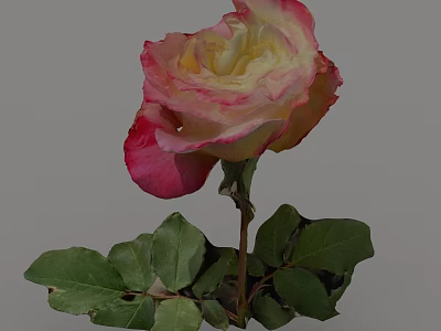 Vibrant Pink And Yellow Gradient Rose Bloom With Soft Petals And Green Leaves 3d model