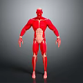 Anatomical 3D Human Musculature Model Showing Detailed Limbs And Visible Muscles Structure