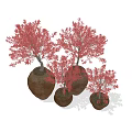Bonsai Plants With Red Leaves In Terracotta Pots Of Various Sizes