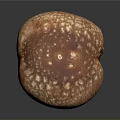 Fresh Brown Mushroom with White Spotted Cap and White Stem on Dark Background