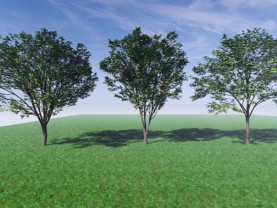 Modern Tree Beech Tree Landscape Tree Arbor model