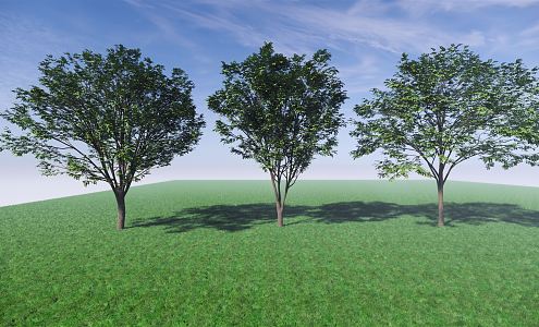 Modern Tree Beech Tree Landscape Tree Arbor 3d model