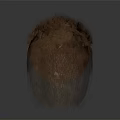 Natural Brown Hair Covering Human Head Organ With Dense Texture and Realistic Details