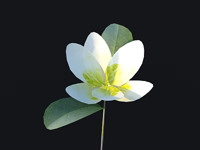 Beautiful White Flower with Yellow Center and Green Leaves on Black Background 3d model