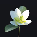 Beautiful White Flower with Yellow Center and Green Leaves on Black Background