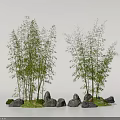 Tall Bamboo Plants Growing in Natural Landscape With Stones and Green Grass