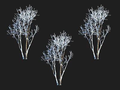 Leafless Arbor Trees With White And Brown Trunks On Black Background 3d model