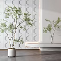 Bonsai Potted Plants In White Pot And Transparent Vase For Minimalist Interior