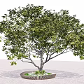 Lush Green Arbor Tree With Thick Trunk In Decorative Planter 3d model