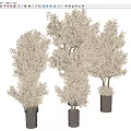 Lush Bonsai Plants with Light Colored Leaves in Gray Cylindrical Pots of Various Heights