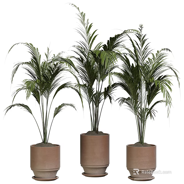 Three Decorative Potted Palm Plants in Brown Cylindrical Planters for Indoor Home Decoration 3d model 
