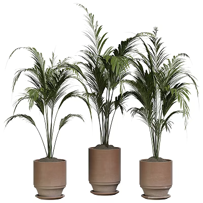 Three Decorative Potted Palm Plants in Brown Cylindrical Planters for Indoor Home Decoration 3d model