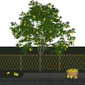 Garden Fruit Tree Pear Tree Pear Sydney Yali Pear Landscape Tree Fruit Tree 3d model