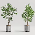 Two Green Potted Trees In Gray Square Pots On Simple Background 3d model