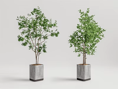 Two Green Potted Trees In Gray Square Pots On Simple Background 3d model