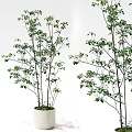 Lush Bonsai Potted Plant with Green Foliage in Simple White Indoor Decor Pot