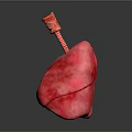 Medical Device Anatomical Lung Model With Detailed Trachea Structure