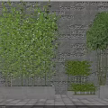 Decorative Bamboo Plants in Concrete Planters with Various Heights Against Gray Stone Wall