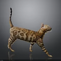 Leopard Cat With Spotted Fur Long Tail And Alert Posture Walking On Gray Background