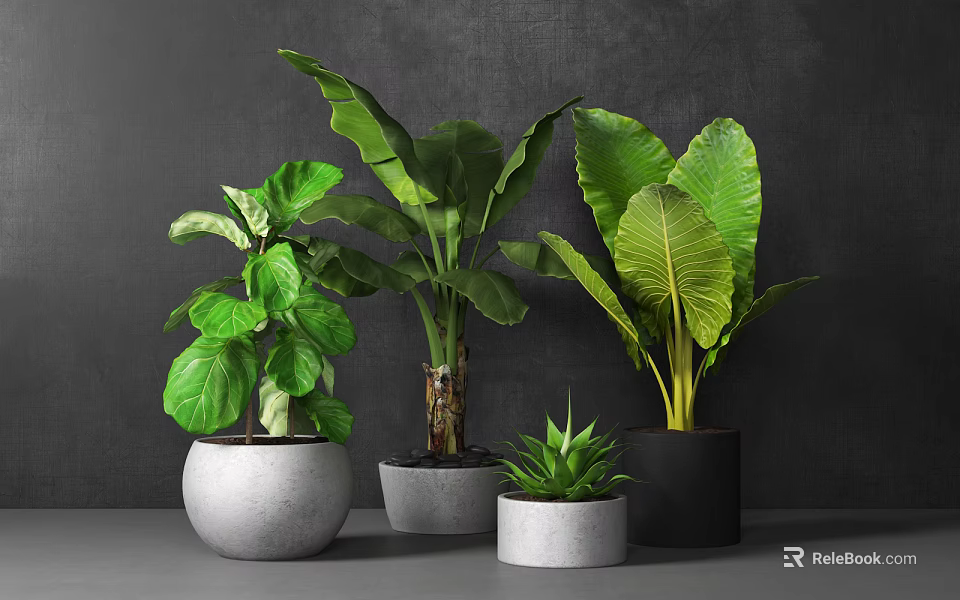 Various Large Leaf Tropical Potted Plants in Gray Black Pots on Gray Tabletop 3d model