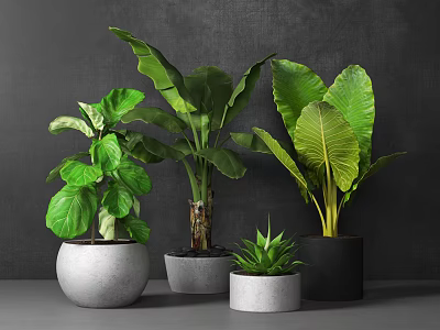Various Large Leaf Tropical Potted Plants in Gray Black Pots on Gray Tabletop 3d model