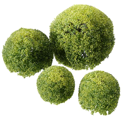 Four Lush Green Round Shrubs Display Vibrant Healthy Garden Foliage 3d model