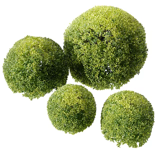 modern shrub boxwood shrub 3d model
