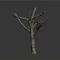 Natural Wooden Tree Trunk With Branches And Green Moss Decorative Element
