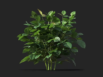 Healthy Green Crop With Lush Leaves And Upright Stems In Growth Stage 3d model