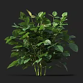 Healthy Green Crop With Lush Leaves And Upright Stems In Growth Stage