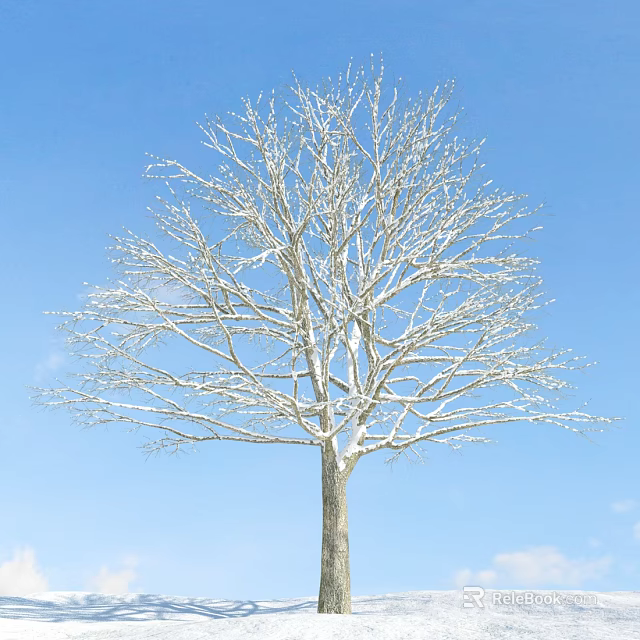 Leafless Deciduous Tree With Snow Covered Branches Against Blue Sky 3d model 
