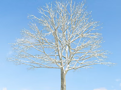 Leafless Deciduous Tree With Snow Covered Branches Against Blue Sky 3d model