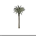 Tall Arbor With Green Leaves And Straight Trunk For Garden Landscaping Decoration