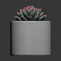 Succulent Plant With Green Leaves And Pink Edges In White Cylindrical Pot With Small Pebbles