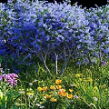 Lush Flower Garden With Blue Bushes Purple Blooms Yellow Flowers And Green Grass