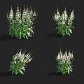 shrub flower false dragon head flower 3d model