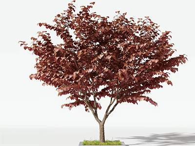 Ornamental Garden Tree With Purple Red Lush Foliage And Slender Trunk On Green Grass 3d model