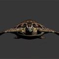 Vibrant Sea Turtle Showcasing Colorful Shell Patterned Flippers And Texture 3d model