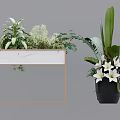Bonsai Potted Plants Featuring Green Foliage White Flowers Black Pot and Marble Frame