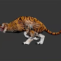 Realistic Orange Black Striped Tiger With Open Mouth And Reflection On Gray Background