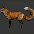 Red Fox With Orange Fur White Underbelly White Tail Tip Standing On Gray Background