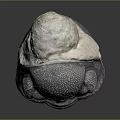 Gray Organ With Eyes And Hair Structure Featuring White Top And Textured Surface