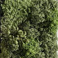 Green Living Wall With Diverse Plants For Decor 3d model