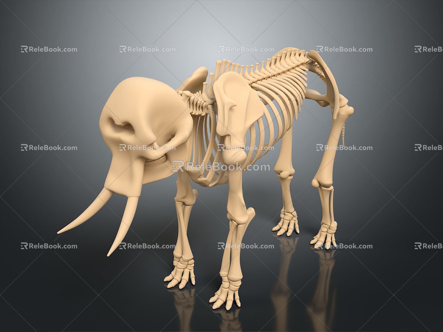 Modern Skeleton Animal Skeleton Elephant Skeleton Elephant Fossils 3d model