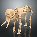 Modern Skeleton Animal Skeleton Elephant Skeleton Elephant Fossils 3d model