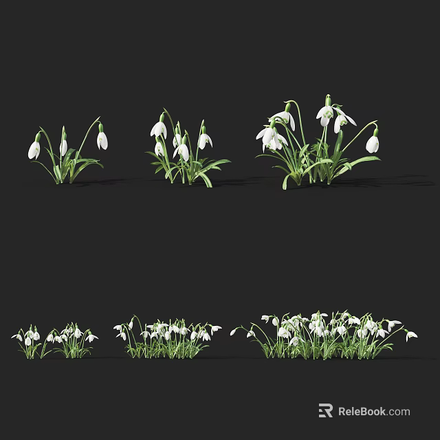 White Snowdrop Flowers With Green Leaves In Different Natural Clusters Arrangement 3d model 