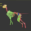 Detailed Dog Skeleton Anatomical Model With Red Muscles Structure 3d model