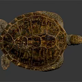 Sea Turtle with Brown Orange Patterned Shell Resting on Dark Background