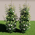 Two Tall Shrubs With White Flowers And Green Leaves On Green Grass