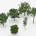Various Green Leafy Trees in 3D Render Display with White Background 3d model